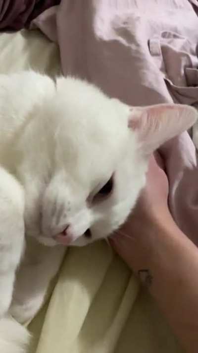 my deaf cat squeaks when he&rsquo;s really happy 🥺