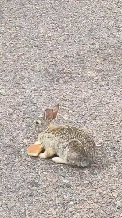 Hot Dog!! My bf delivers bread to grocery stores in Colorado & the critters love him