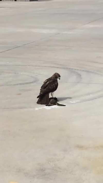 Hawk: "This kitten is a little heavy..."