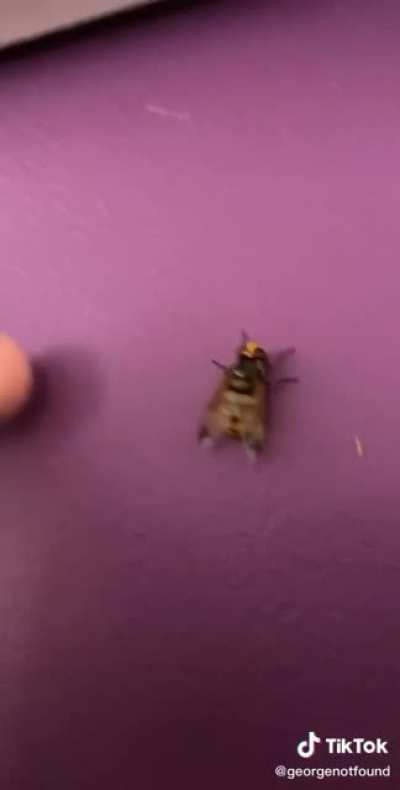 Look at this wasp