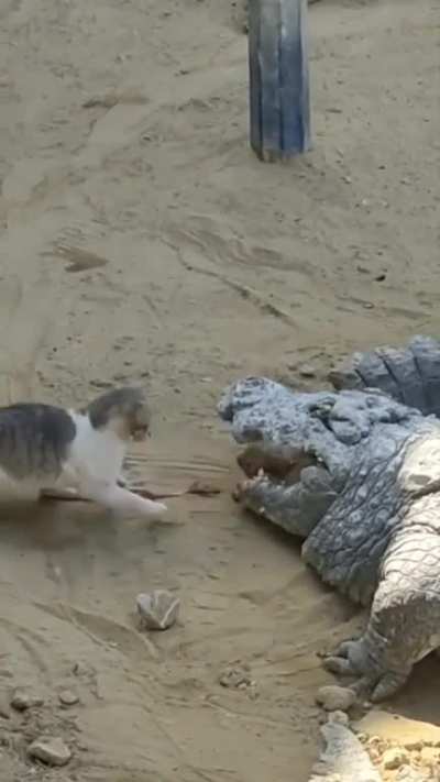 8 lives left