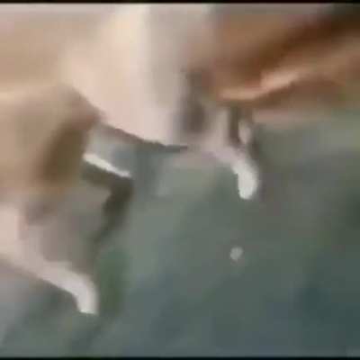 Perro culeao