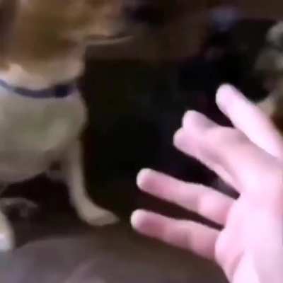 no el perro ;-;