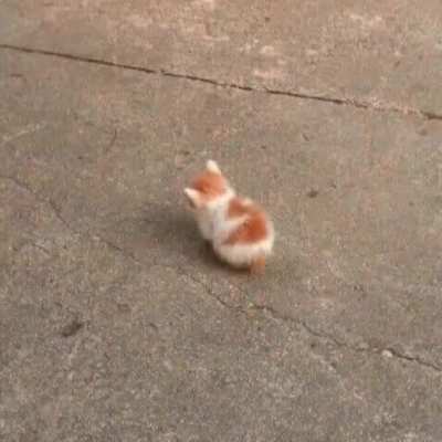 daily dose of small cats