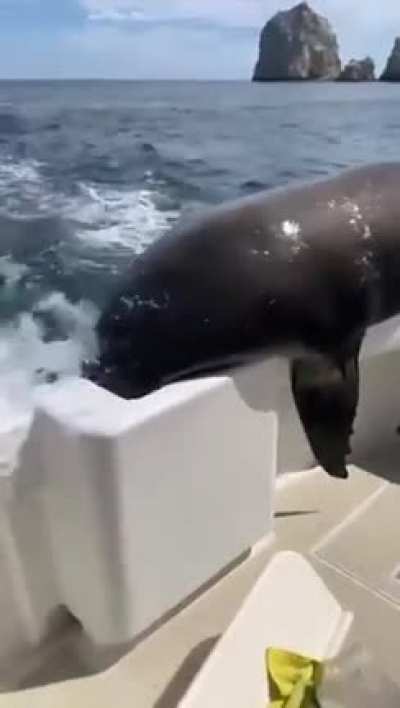 When a seal throws his weight around.