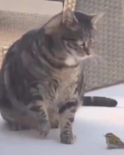Body Slam