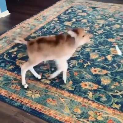 Energetic Baby