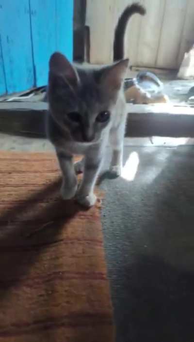 &ldquo;You become responsible, forever, for what you have tamed&rdquo; Announcing War Kitten Pipeline establishment. War is not a place for kittens. Community moderator is asking for your help to evacuate these babies and get them checked out by a vet before finding 