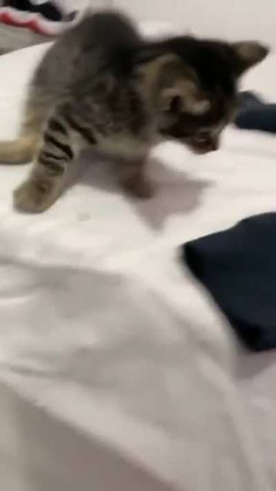 Cat don't jump