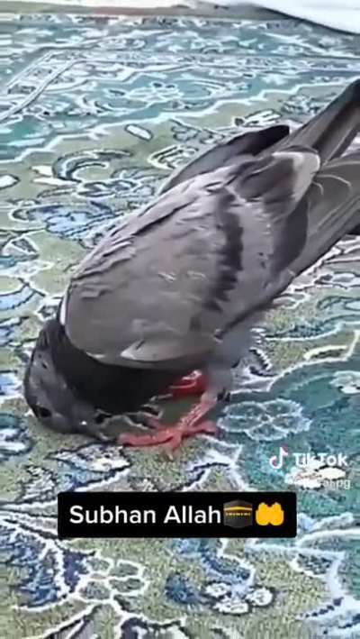 A Praying Pigeon