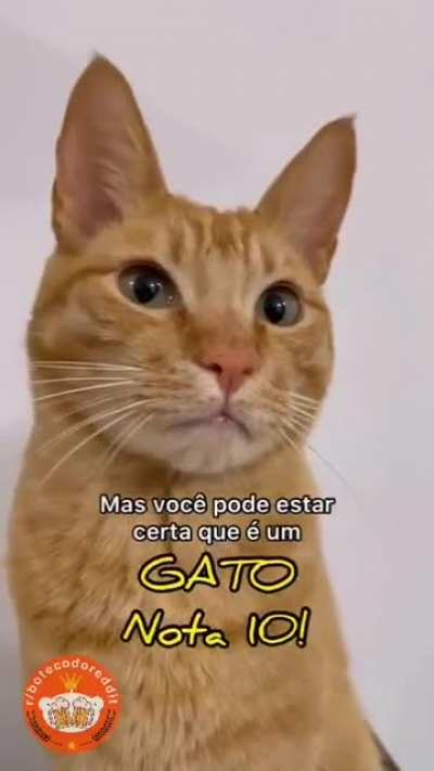 🐈