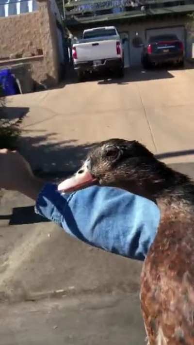This is sugar ray, he&rsquo;s got a broken wing. So I take him on my bike so he can fly again