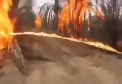 During the US occupation of Iraq, the US military destroyed everything that could benefit the Iraqi people, including palm orchards and agricultural crops.