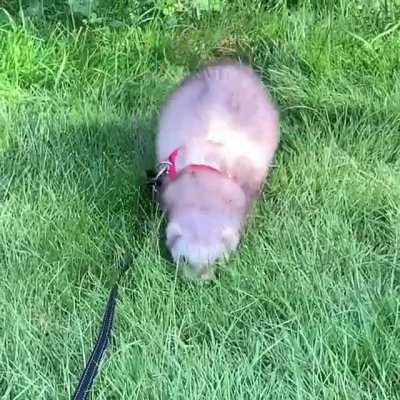 Nice walks