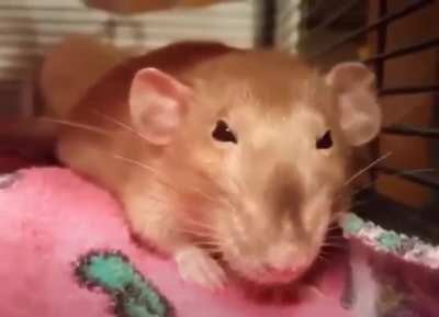 Skaven seeing creative assembly not releasing another skaven dlc.