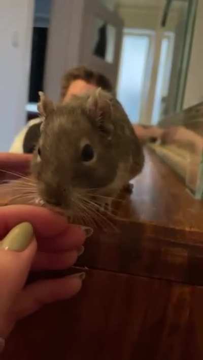 No animals were harmed during the making of this video