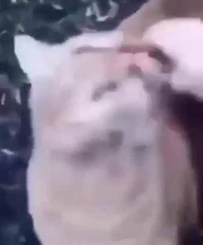 mouldy meow