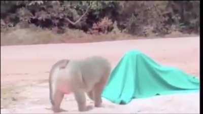 Screaming monke