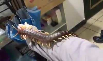 Giant centipede straight from a nightmare