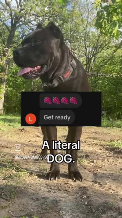 These people are comme<wbr>nting<wbr>/talk<wbr>ing about SAing a dog. A literal dog ffs!