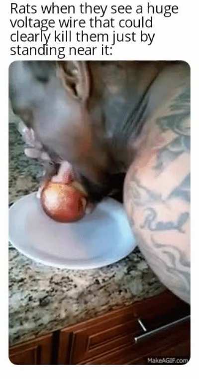 Rat.