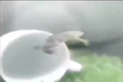 Froge