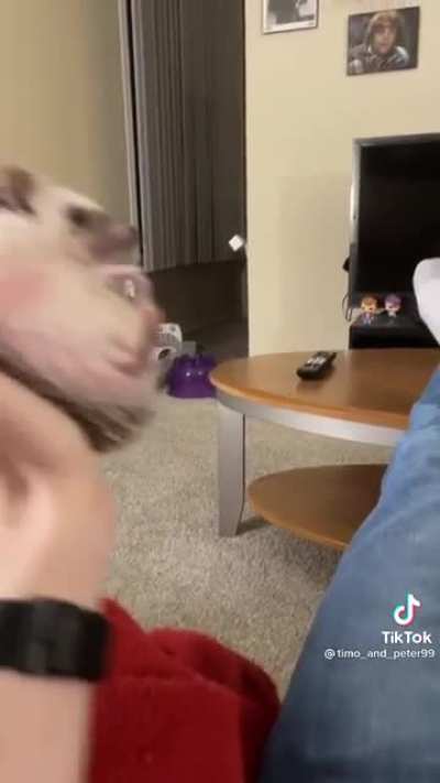 Credits to @timo_and_peter99 on TikTok