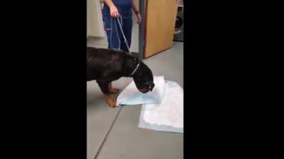 This dog swallowed a dildo and throws it up at the vet's office