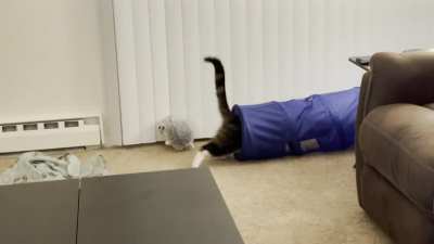 HitCat assassinates unsuspecting stuffed fren