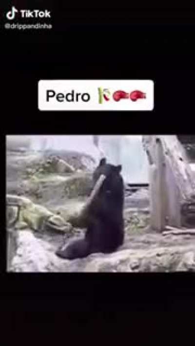 Aldo vai amassar esse vacilão e vai fazer um tapete pra árvore dele