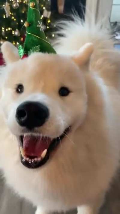 It&rsquo;s beginning to look a lot like Christmas