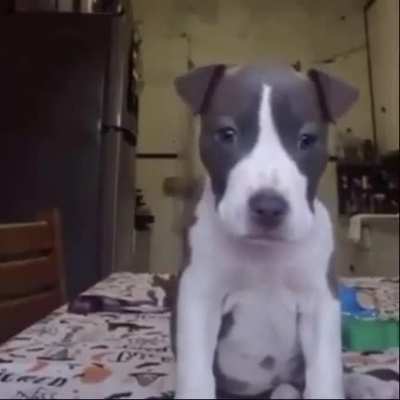 🤨🤨😯🐶