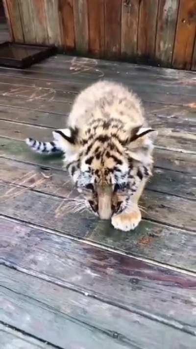 A kitten