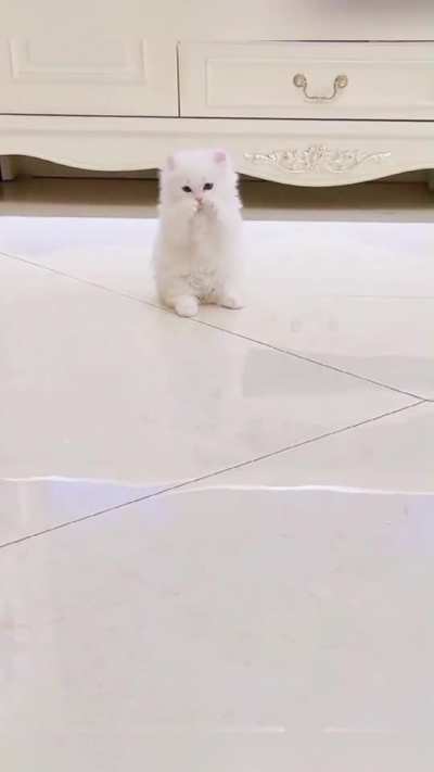 L'il white floof