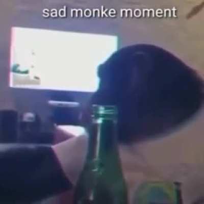 SAD MONKE 🚬