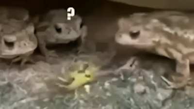 Moldy frogs