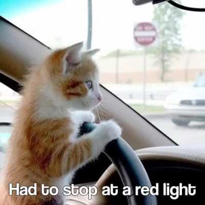 Gatos