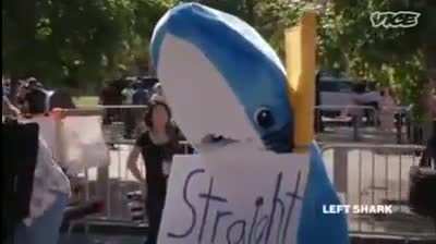 Based Shark