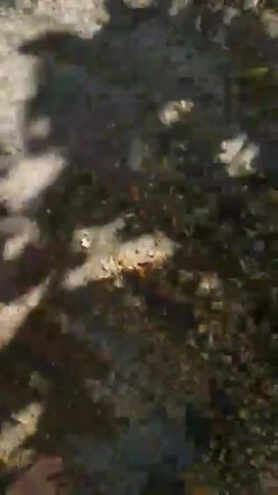 Just a few snails