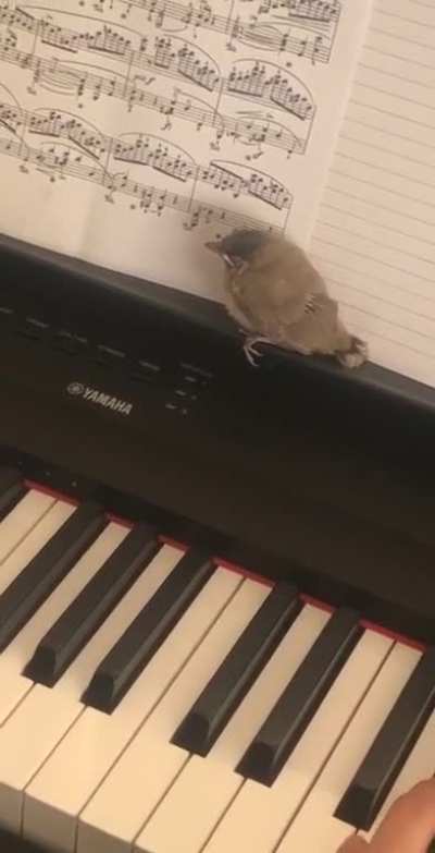 Playing Chopin&rsquo;s Nocturne op.9 no.2 with my bird