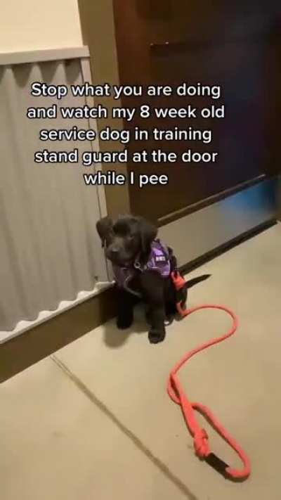 Never Been Safer with a service puppy in training.
