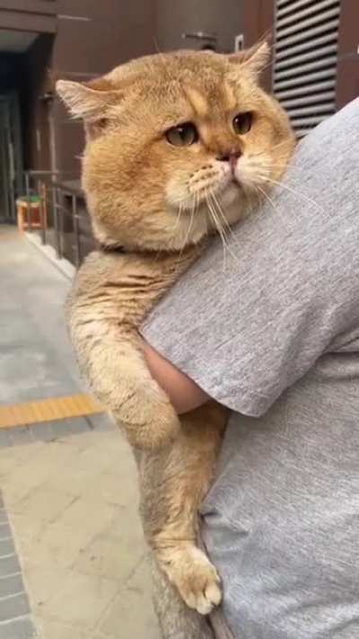 Big Boss Cat