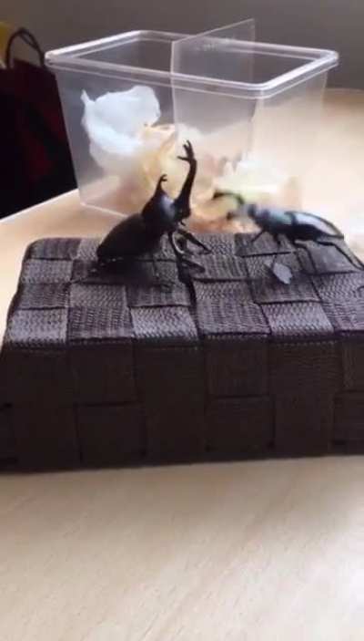 My beetle people need me