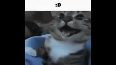 breakkitty