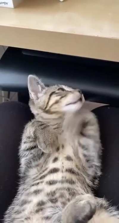 Котик