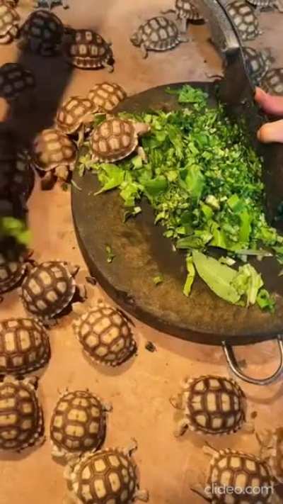 The shell of a turtle is not an exoskeleton, as some people mistakenly assert. The shell is a modified ribcage and part of the vertebral column. It cannot be "taken off" (as cartoons would lead us to believe) anymore than you could "take off" your spine a