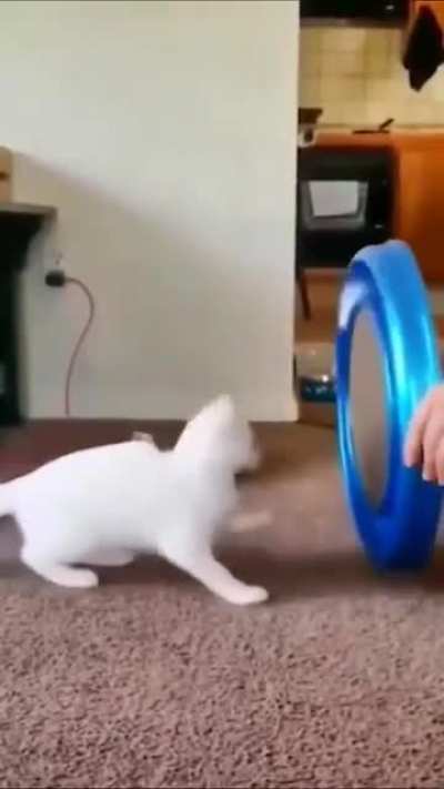 Cats in the LOOP