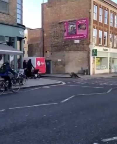 Idiot on a Penny Farthing