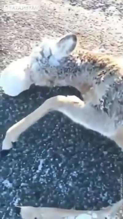 Temperatures reached -56°C in Kazakhstan that this deer froze