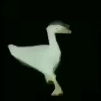 Duck Bop
